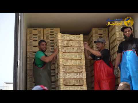 ميناء المرسى صيادو السردين حكايات معاناة وأمل لمهنيي يبحثون عن مستقبل أفضل