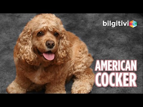 Video: Amerikan Su Spaniel Köpek Cinsi Hipoalerjenik, Sağlık Ve Ömrü