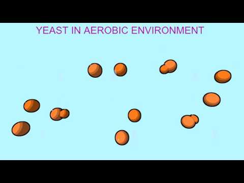YEAST, ALCOHOL