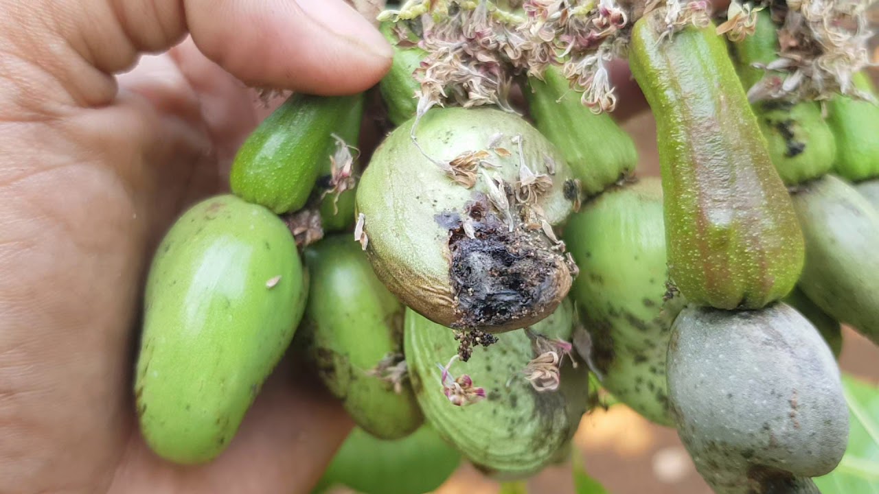 Cashew nut apple and nut borer, Thylocoptila panrisema Meyrick