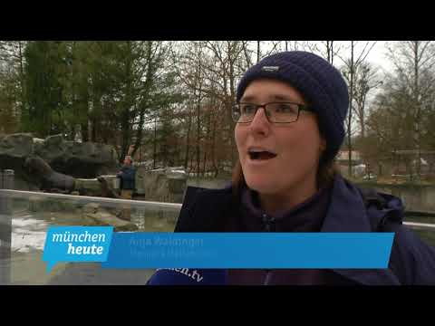 Tierpark Hellabrunn auch