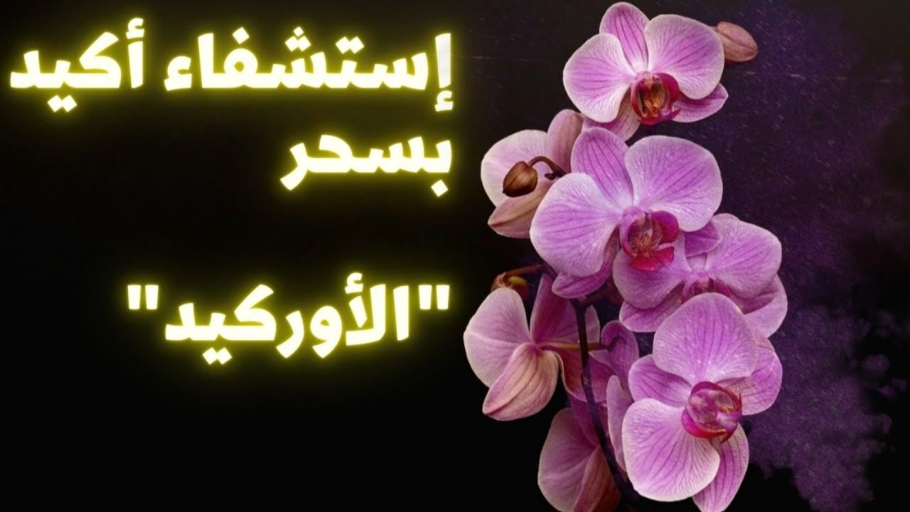 سيزرية سحر الأوركيد تزيل كل الطاقات السلبية و تساعد باستشفاء العقل و الروح والجسد