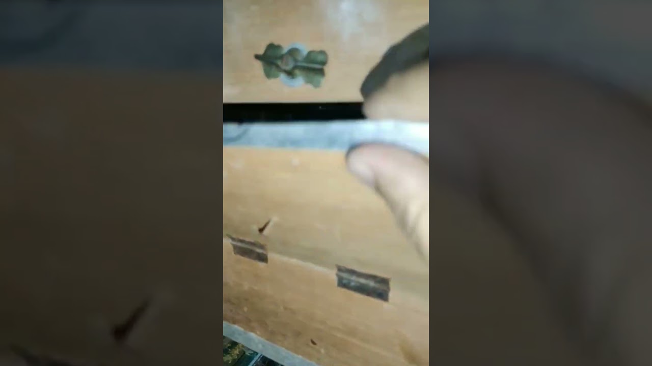 beautiful parrots breeding 