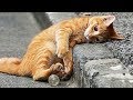 【面白い動画】 かわいい猫 - かわいい犬 - 最も面白いペットの動画 #92