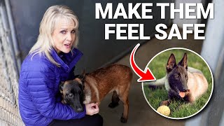 How to Make Your Dog Feel SAFE (so they are happier) by Shannon Walker - The Pack Leader 374 views 3 months ago 1 minute, 57 seconds