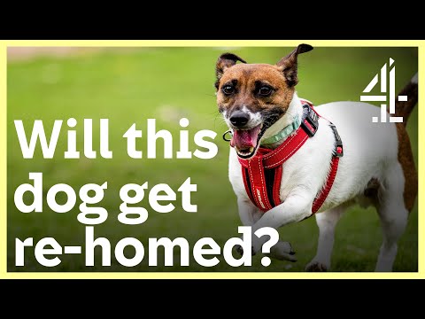 Video: Opuštěný slepý Jack Russell a jeho štábní průvodci Dog Need Forever Home