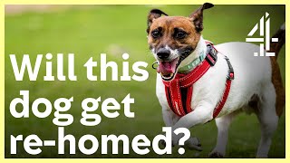 Will This Jack Russell Find A Forever Home? | The Dog House