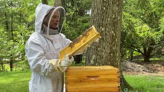 Soft Spoken Beehive Inspection 🐝 ~ Checking the Super, Queen Cells & Hive Talk, No Frills ASMR screenshot 5