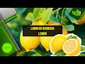 LANGKAH BERBUDIDAYA LEMON