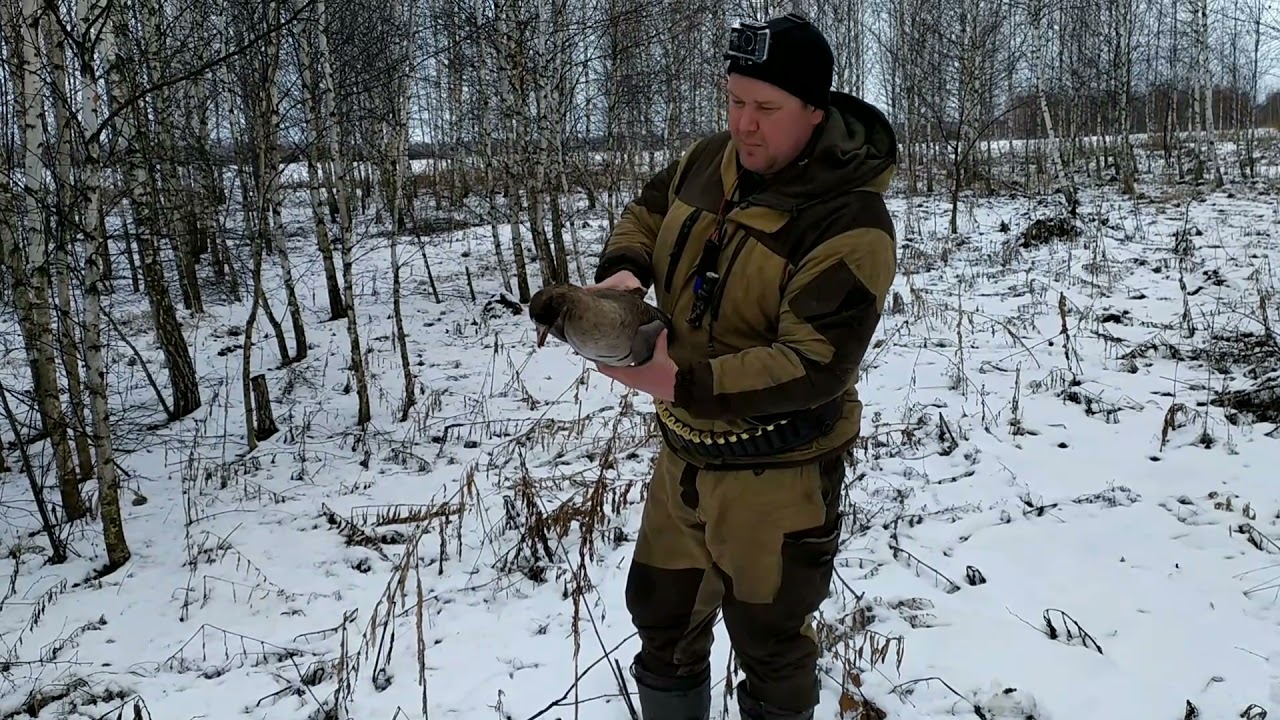 Охота на гуся в тамбовской области. Фотографии добытых гусей. Открытие гусиной охоты в Ярославской области 1997 года. Фото белолобого гуся добытого весной.