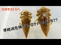 【採集と見分け方】大型トンボ、キイロサナエとヤマサナエの幼虫を探して！比べてみた！2 Species Dragonfly Nymphs Catch &amp; Observe at streams!!