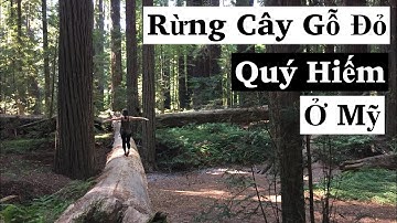 Vlog 35| Cây Gỗ Đỏ Quý Hiếm Khổng Lồ Lớn Nhất Thế Giới - Drive Thru Tree
