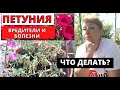 У ПЕТУНИИ сохнут листья. Ищем причины. Борьба с вредителями и болезнями