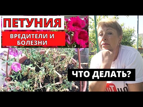 Видео: Хүчтэй, эрүүл петуния суулгацыг хэрхэн ургуулах вэ