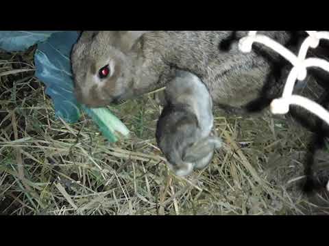 უბრალოდ უყურეთ