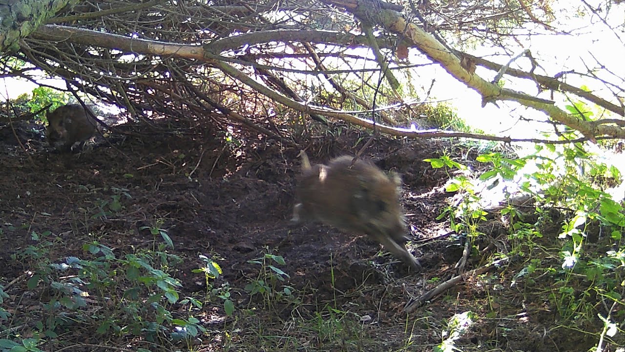 Legowisko dzików 29