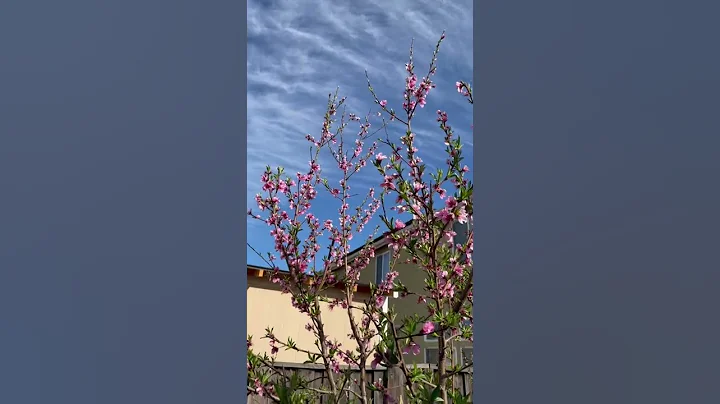 Peach blossom in my backyard - DayDayNews