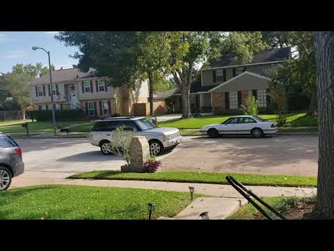 Vultures eating dead