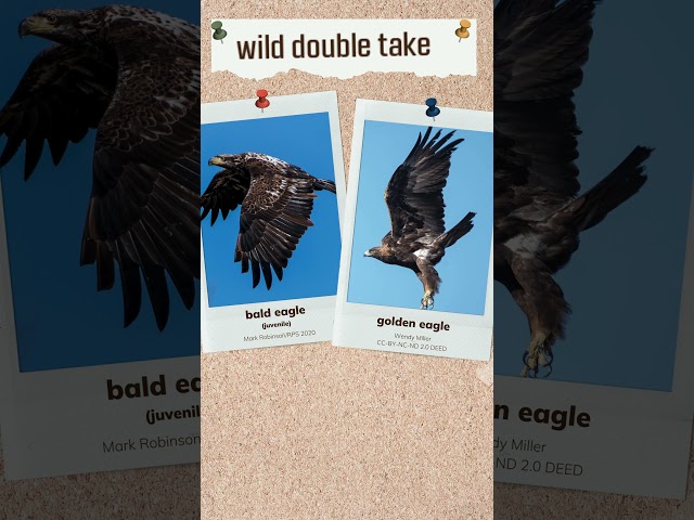 Watch Wild Double Take: Bald and Golden Eagles on YouTube.