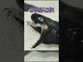 深海から見つかった新種生物がヴェノムだった　#ずんだもん #動物雑学 #動物 #雑学 #深海生物 #新種