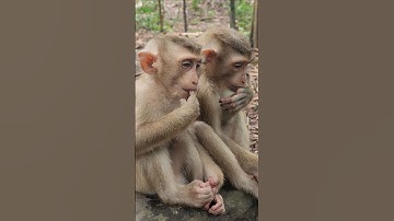 two orphan brothers finger save life #shorts #shortvideo #shortsfeed #monkey