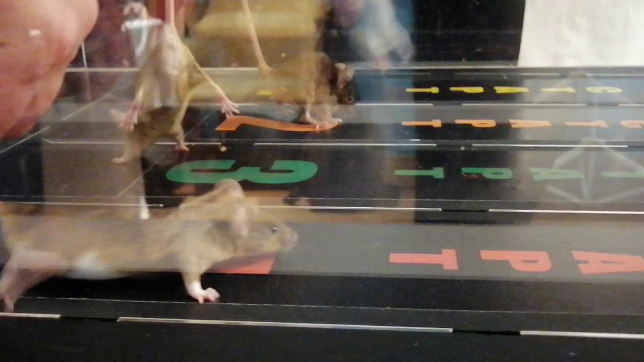 Мыши пробежали предложение. Мышиные бега. Микро мышиные бега. Мышиные бега мышка. Микро мышиные бега музей.