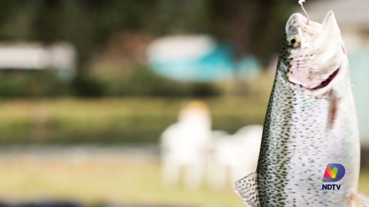 Agro, Saúde e Cooperação - Criação de Trutas