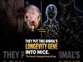 Scientists Put a Naked Mole-Rat Longevity Gene Into Mice. It Worked.