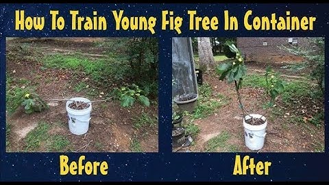 How To Train Young Fig Tree In Container.