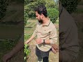 Bee Pollination in Mustard Field 🌼🐝 | Nature’s Magic! #biology #pollinators #shorts #neet #pw #bsc