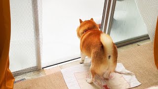 こ、この柴犬...戦いの中で成長している....!!