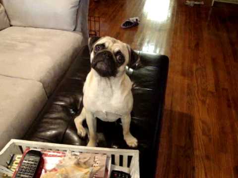 Pug gets excited for bath time