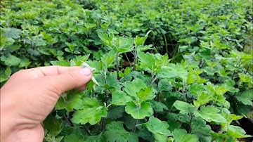 cập nhật tình hình phát triển của Cúc thân gỗ(Cúc cổ Sơn la) tiếp tục bấm đọt cho cây. hoa Tết 2024