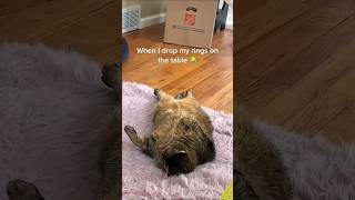 Funny Cats 😺 Episode 149 #Shorts