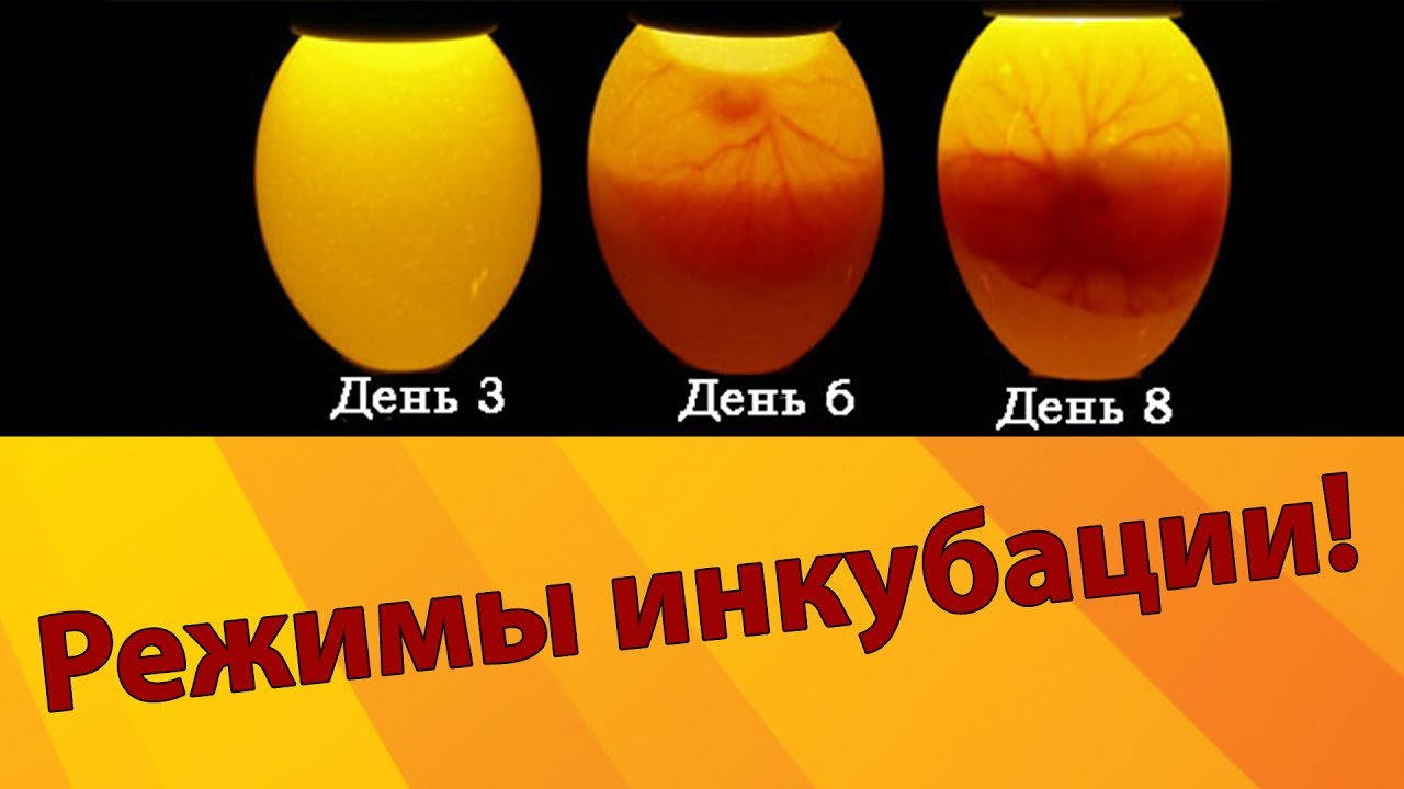 Инкубация утиных яиц в домашних условиях