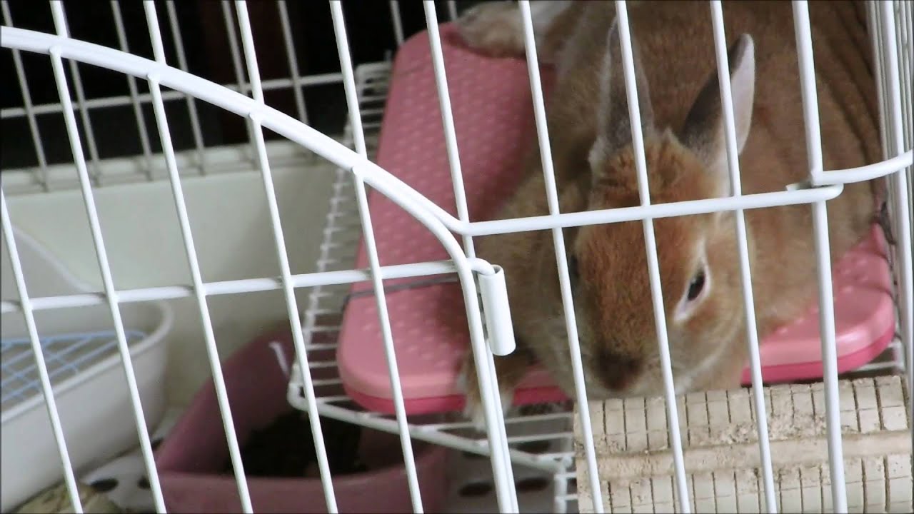 うさぎのうたた寝の様子で 日中は横になってよく寝ている姿をお見せします