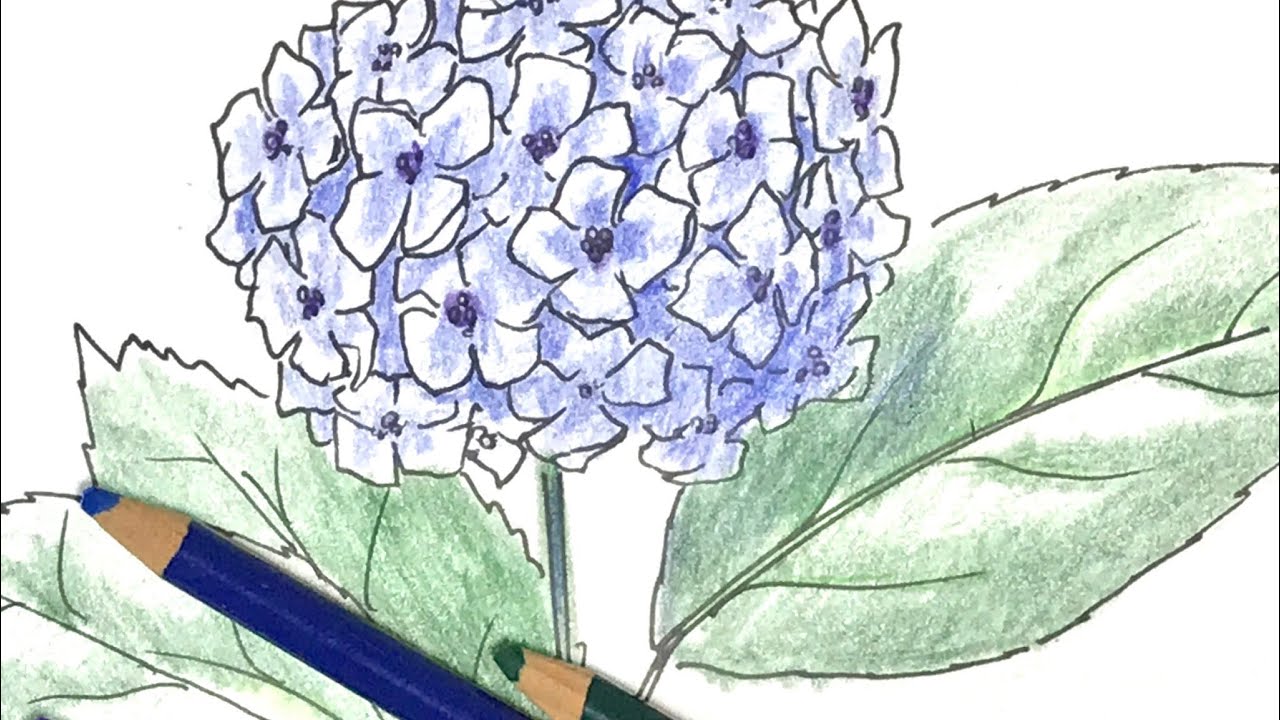 アジサイ の描き方 色鉛筆とペンのイラスト Hydrangea Youtube