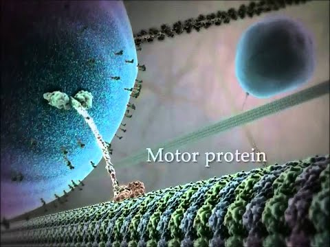 Видео: Как движутся клетки?