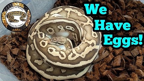 Breeding Ball Python