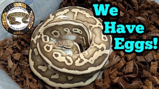 Breeding Ball Python's. My First Clutch  Net Worth