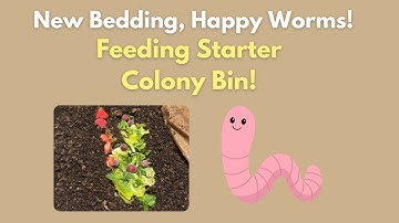 Resetting My Worm Bin After Sifting Castings | Feeding, Fluffing Starter Colony Bin