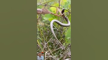 Ngựa trời bắt rắn ở bờ rào #shortvideo #snake #dongvat #animals #thegioidongvat #short