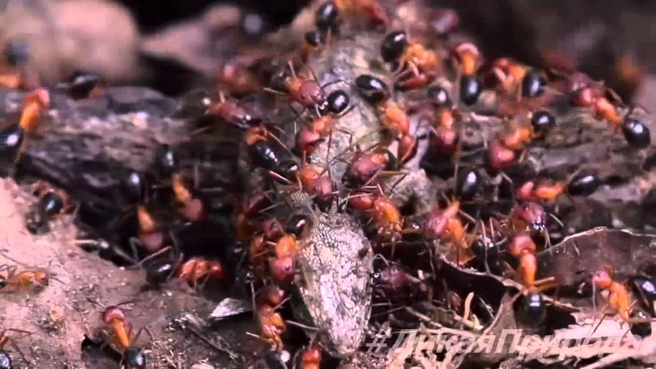 Ящерица муравьи. Ящерицы, поедающие муравьёв. Поедание муравьями насекомых.