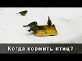 Когда кормить птиц: наполняем осенние кормушки для синиц и воробьев