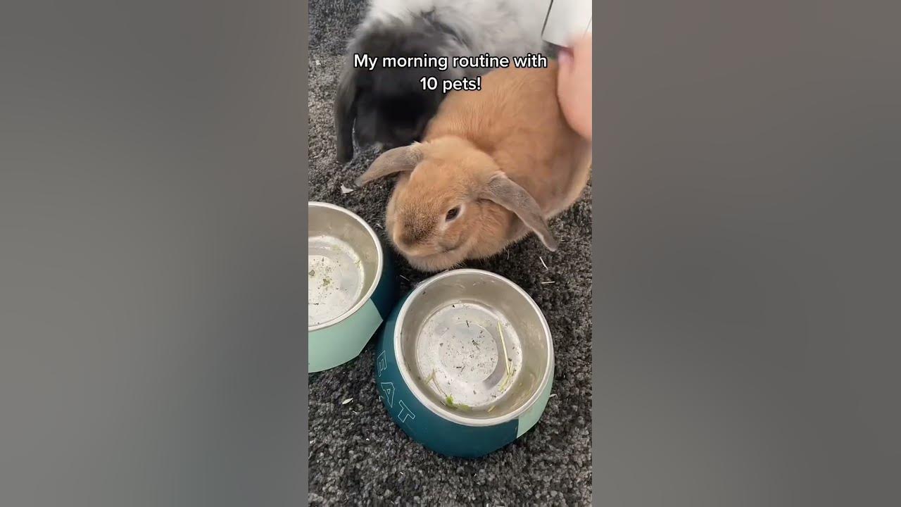 10 pets morning routine shorts YouTube