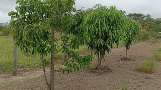 O Sítio Está Pronto para o Plantio é só aguardar a Chuva