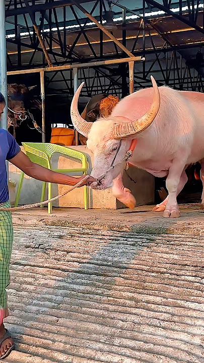 Stubborn hefty albino buffalo bull walks out of the barn in the afternoon 🐃🔥