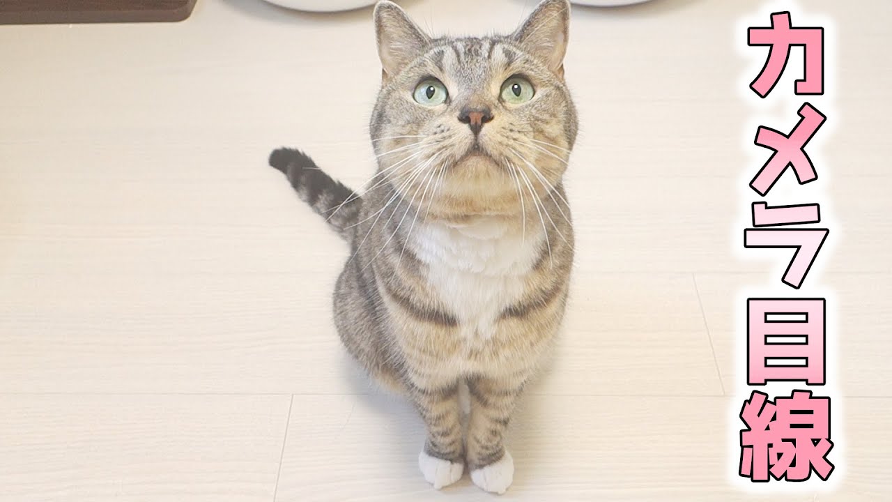 猫のカメラ目線が可愛すぎる カメラの前でお行儀良く座る猫 猫 かわいい Youtube