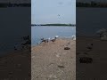 Cute Water Birds at Willen Lake Milton Keynes #shorts a19