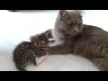 Mother cat finally grooming her foster kitten again but orphan kitten dont have energy to celebrate